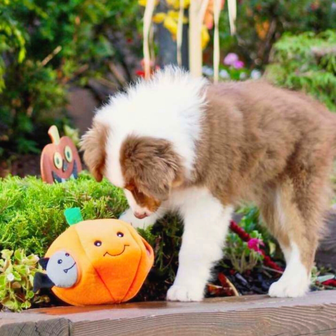 "Spooky Jack-O'-Lantern" Hide-and-Seek Toy